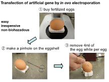 R5.10.28.29 公開講座「ニワトリ胚への遺伝子導入」を開催いたしました。