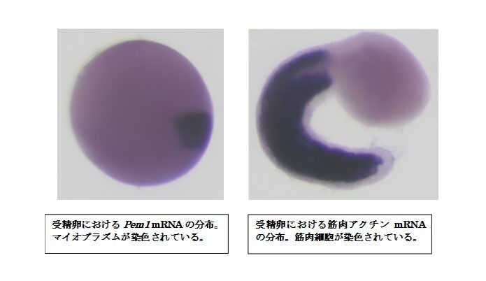 R6.10.5-6　公開講座「マボヤの子どもで働く遺伝子を可視化する」を開催いたしました