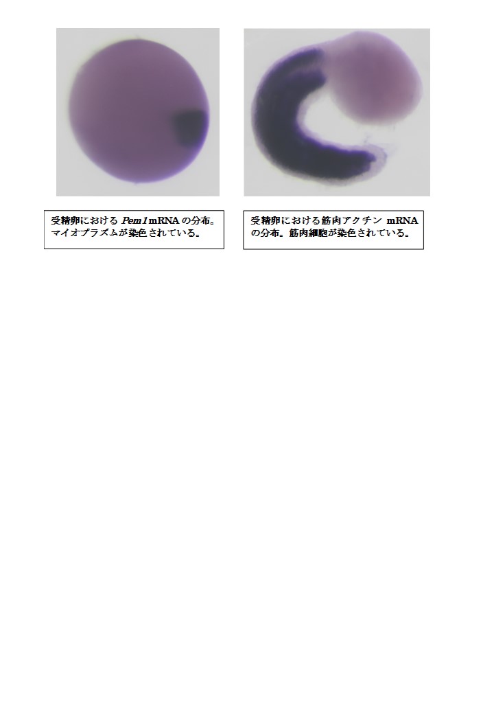 R6.10.5-6　公開講座「マボヤの子どもで働く遺伝子を可視化する」を開催いたしました